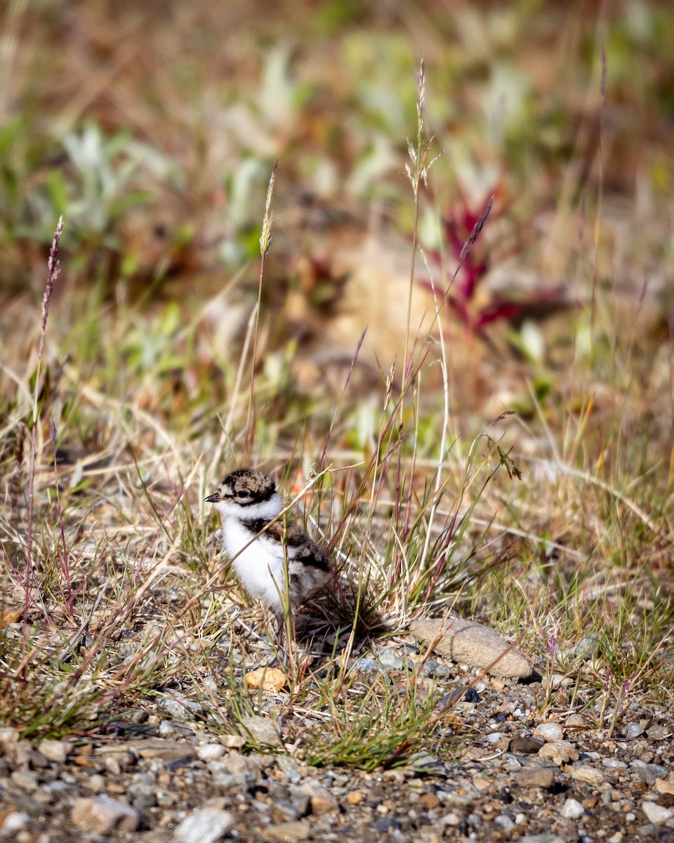 Semipalmated Plover - ML621383043