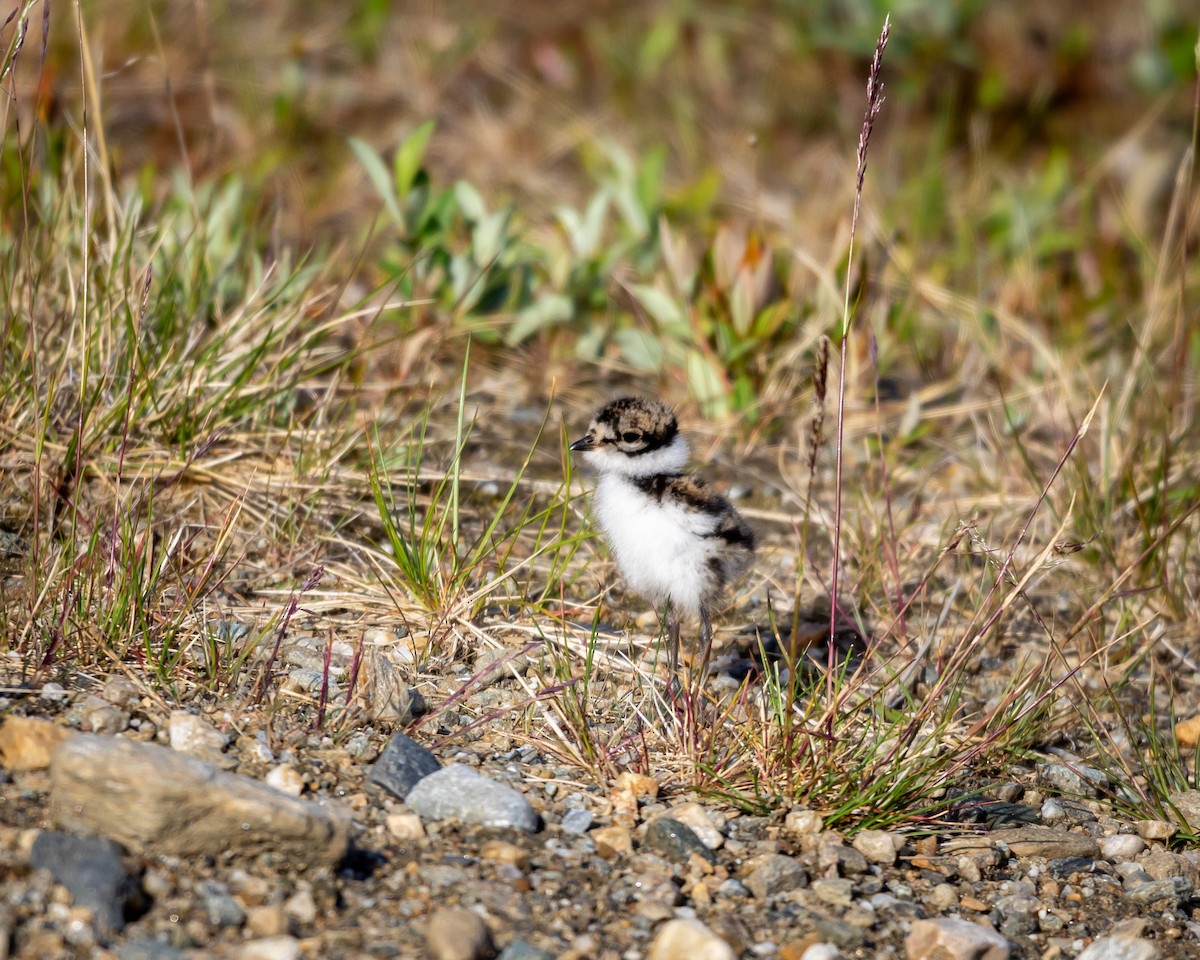 Semipalmated Plover - ML621383044