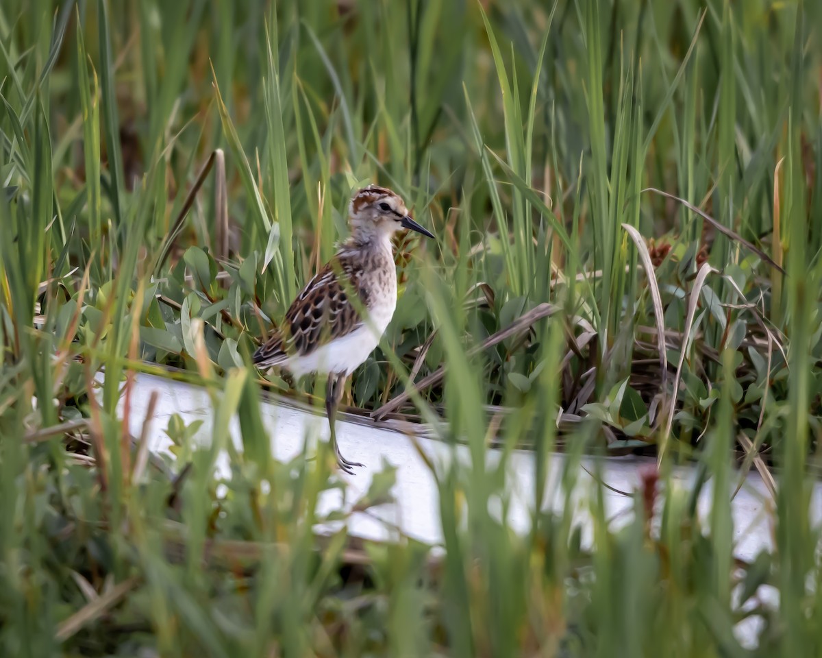 Semipalmated Sandpiper - ML621383060