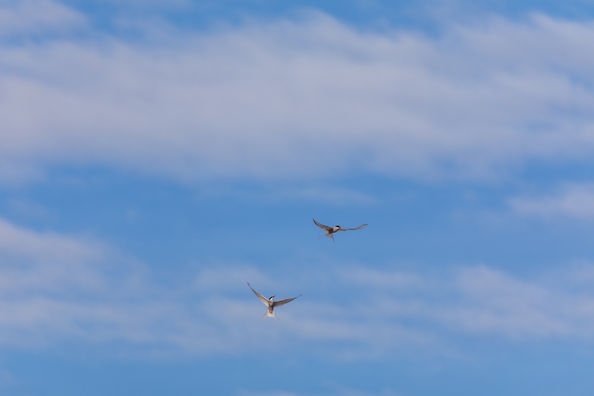 Arctic Tern - ML621383067