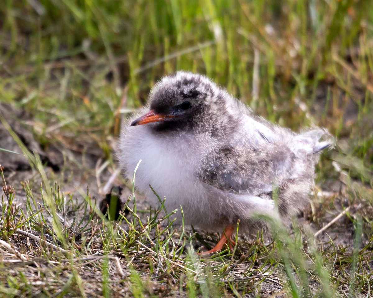 Arctic Tern - ML621383099