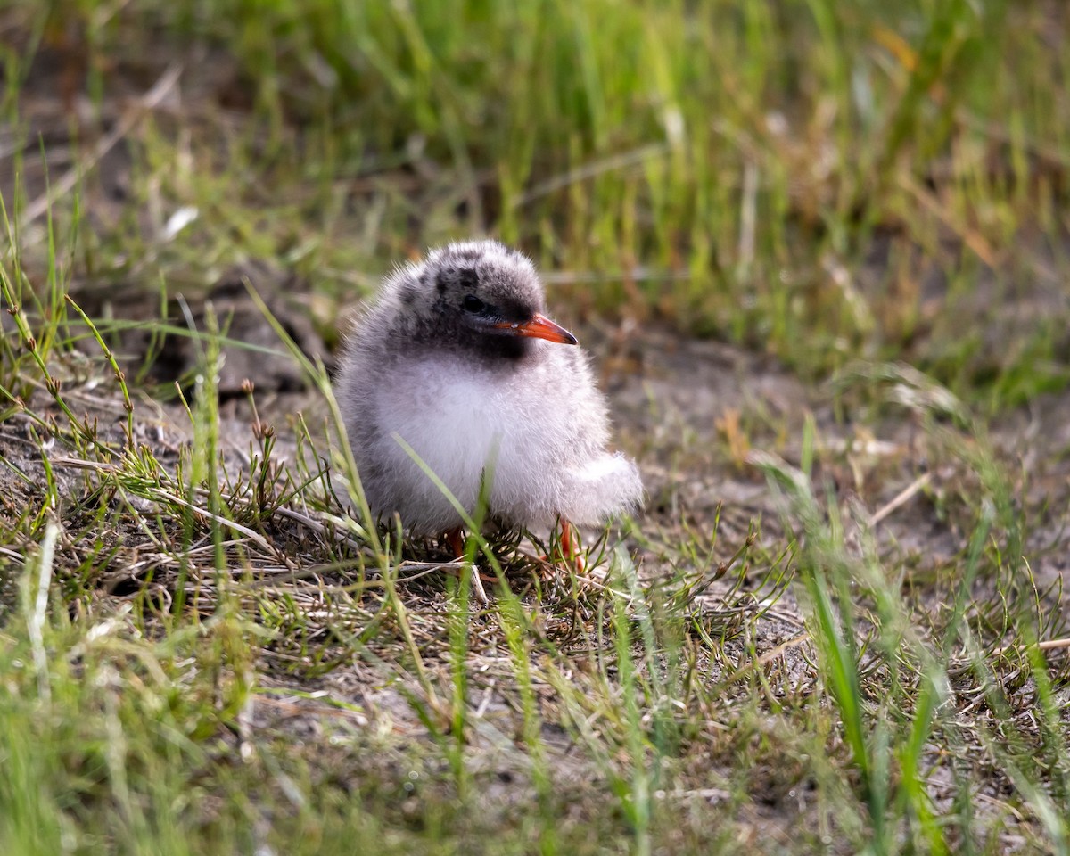 Arctic Tern - ML621383101