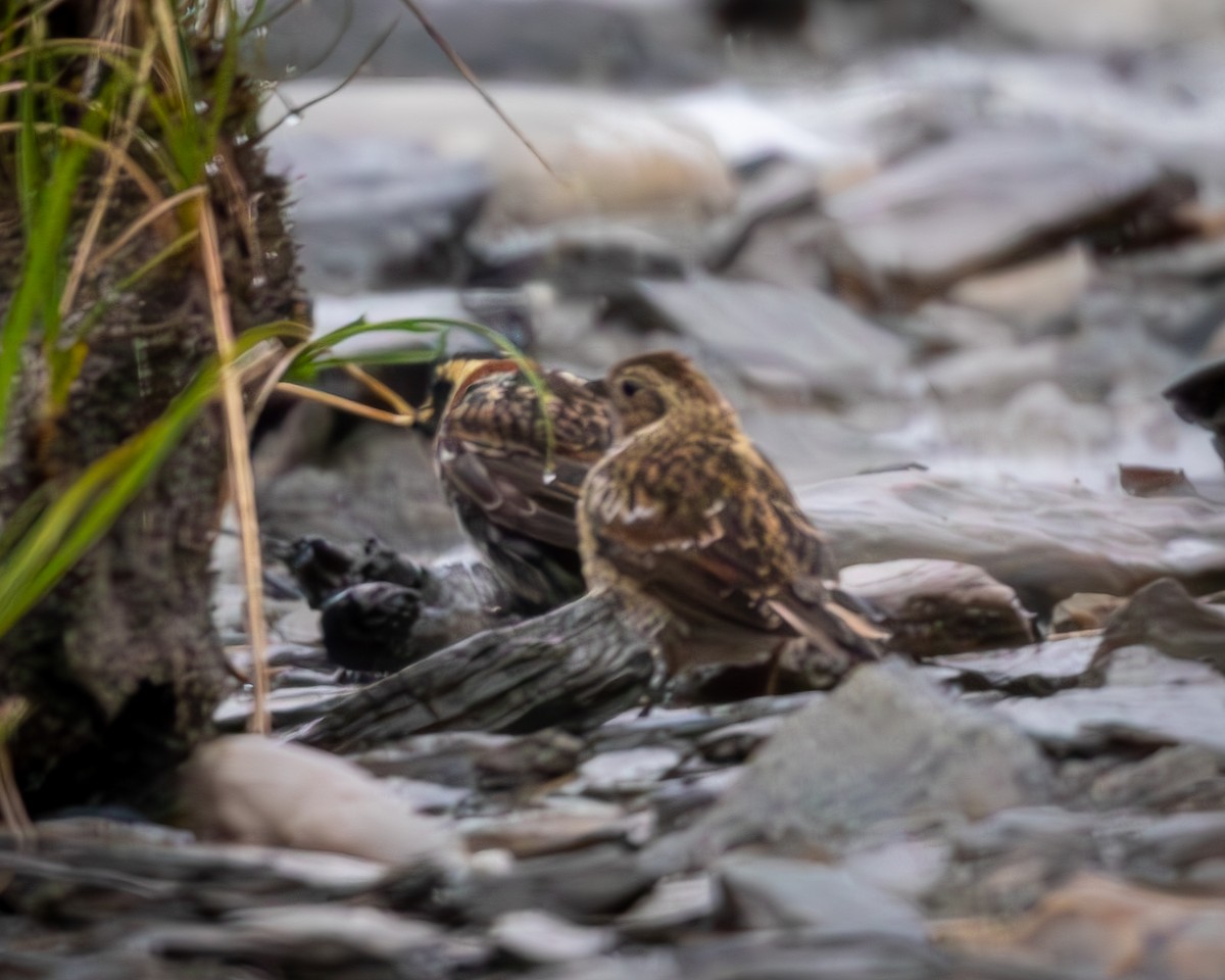 Lapland Longspur - Justin Ronald Newmann