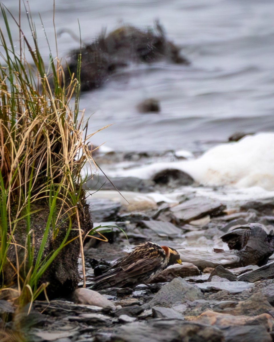 Lapland Longspur - ML621383118