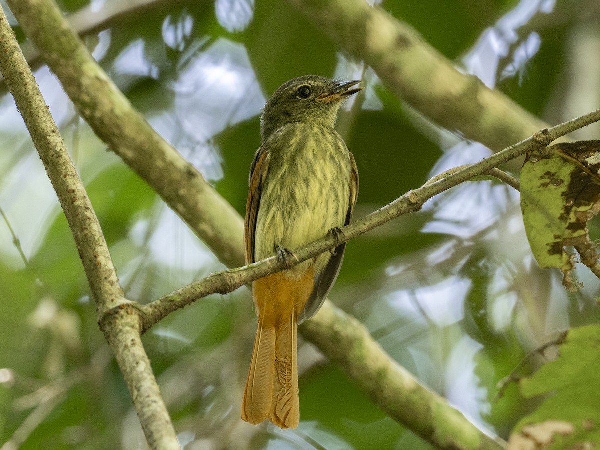 Rufous-tailed Flatbill - ML621383149