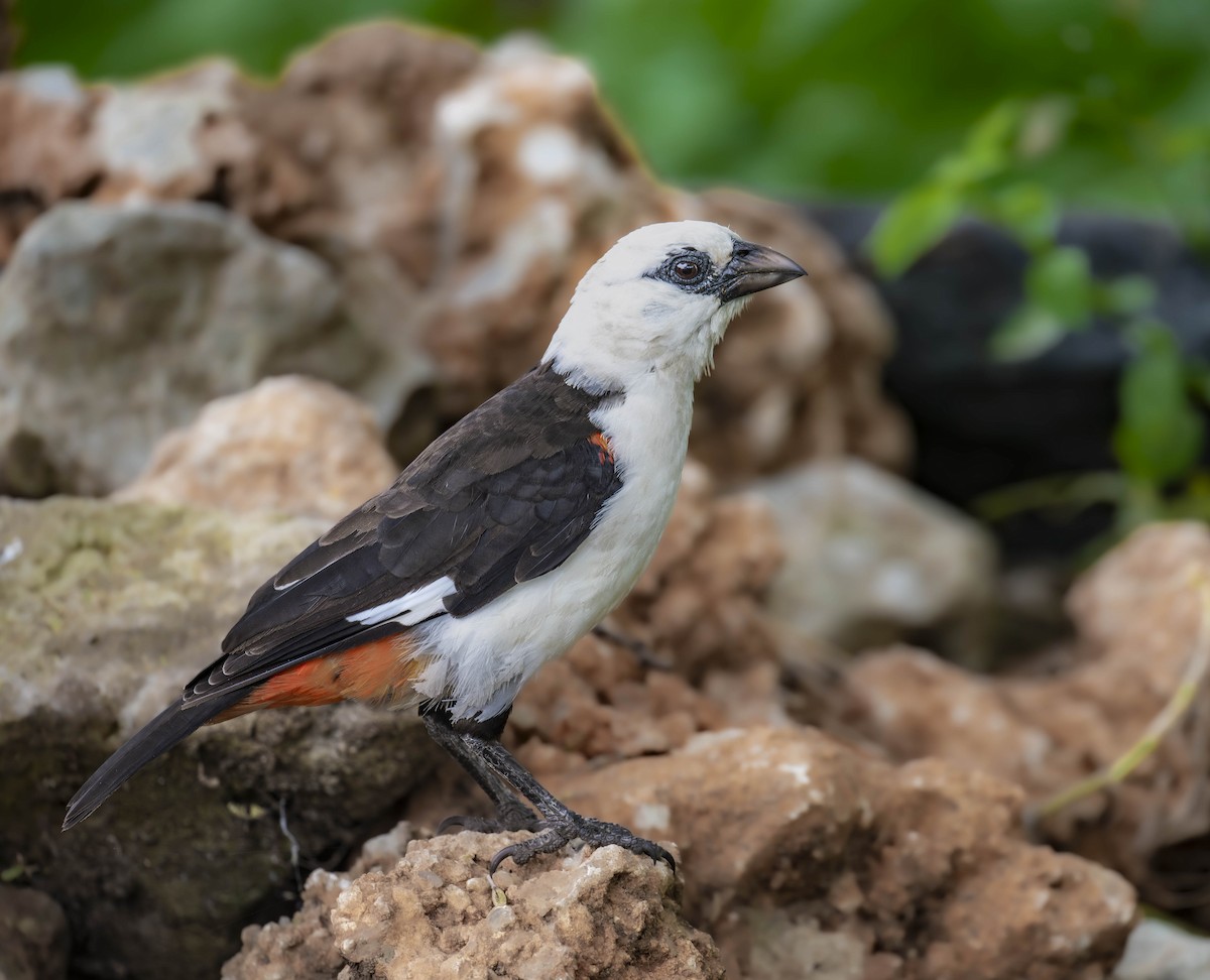 White-headed Buffalo-Weaver - ML621383162
