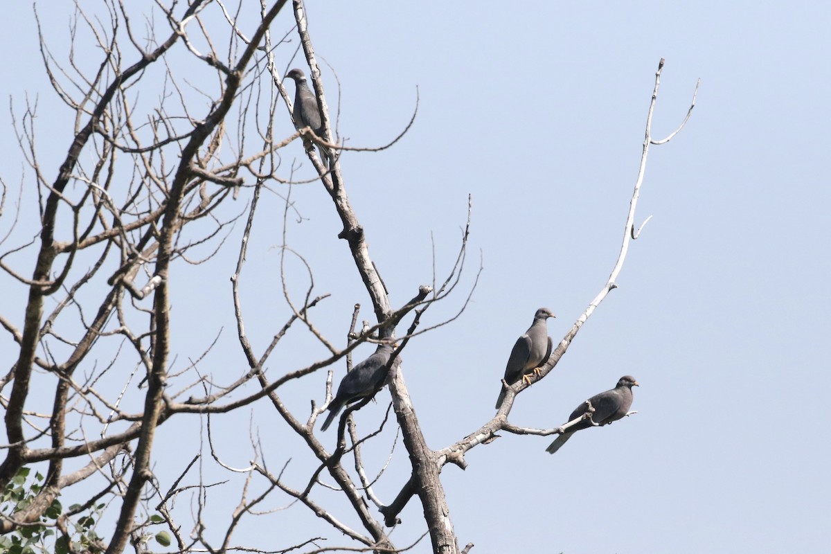 Band-tailed Pigeon - ML621383173