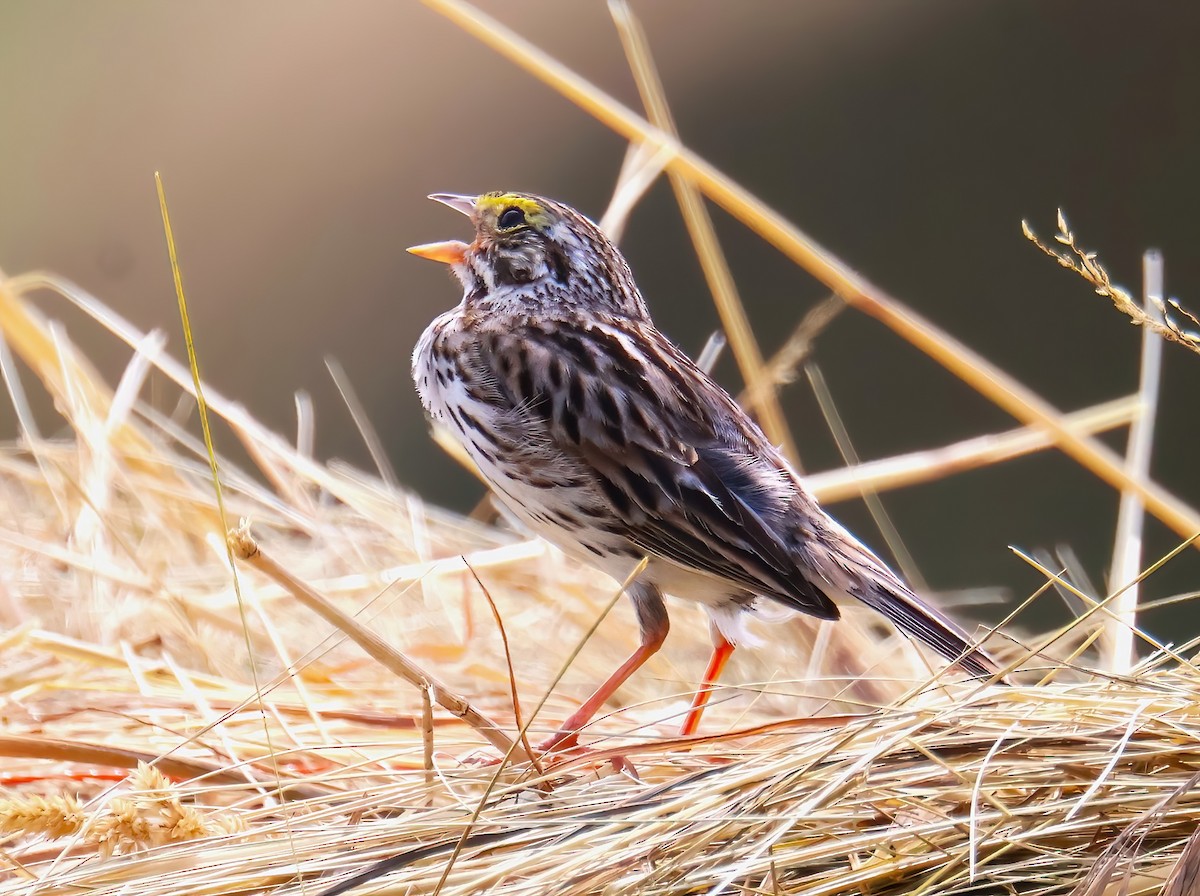 Savannah Sparrow - ML621383181