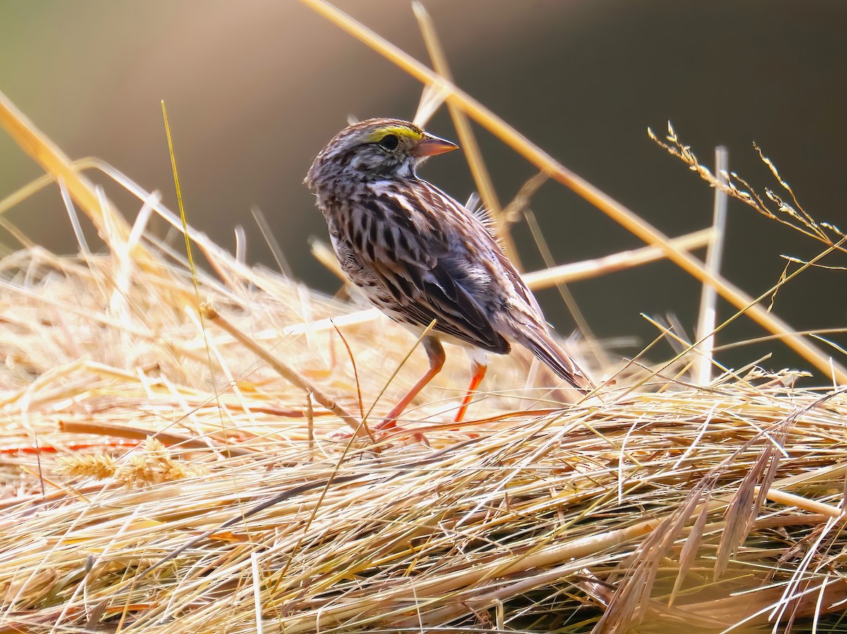 Savannah Sparrow - ML621383182