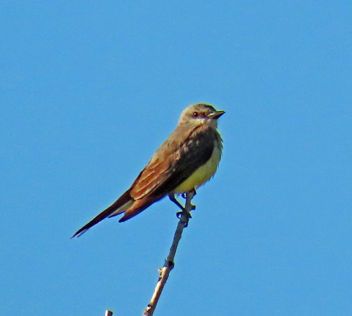 Western Kingbird - ML621383206