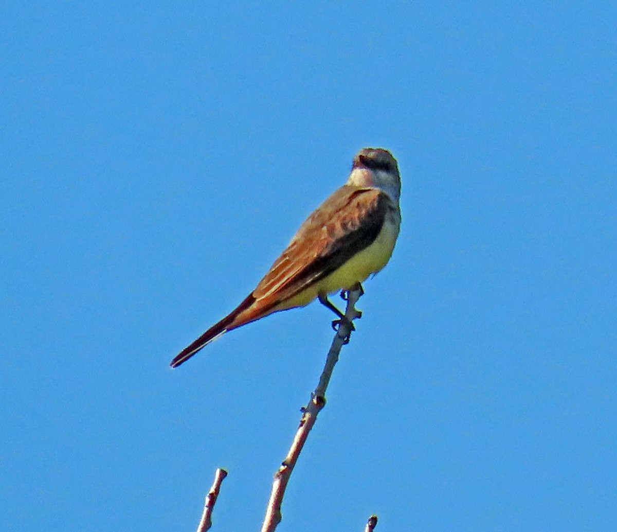 Western Kingbird - ML621383207