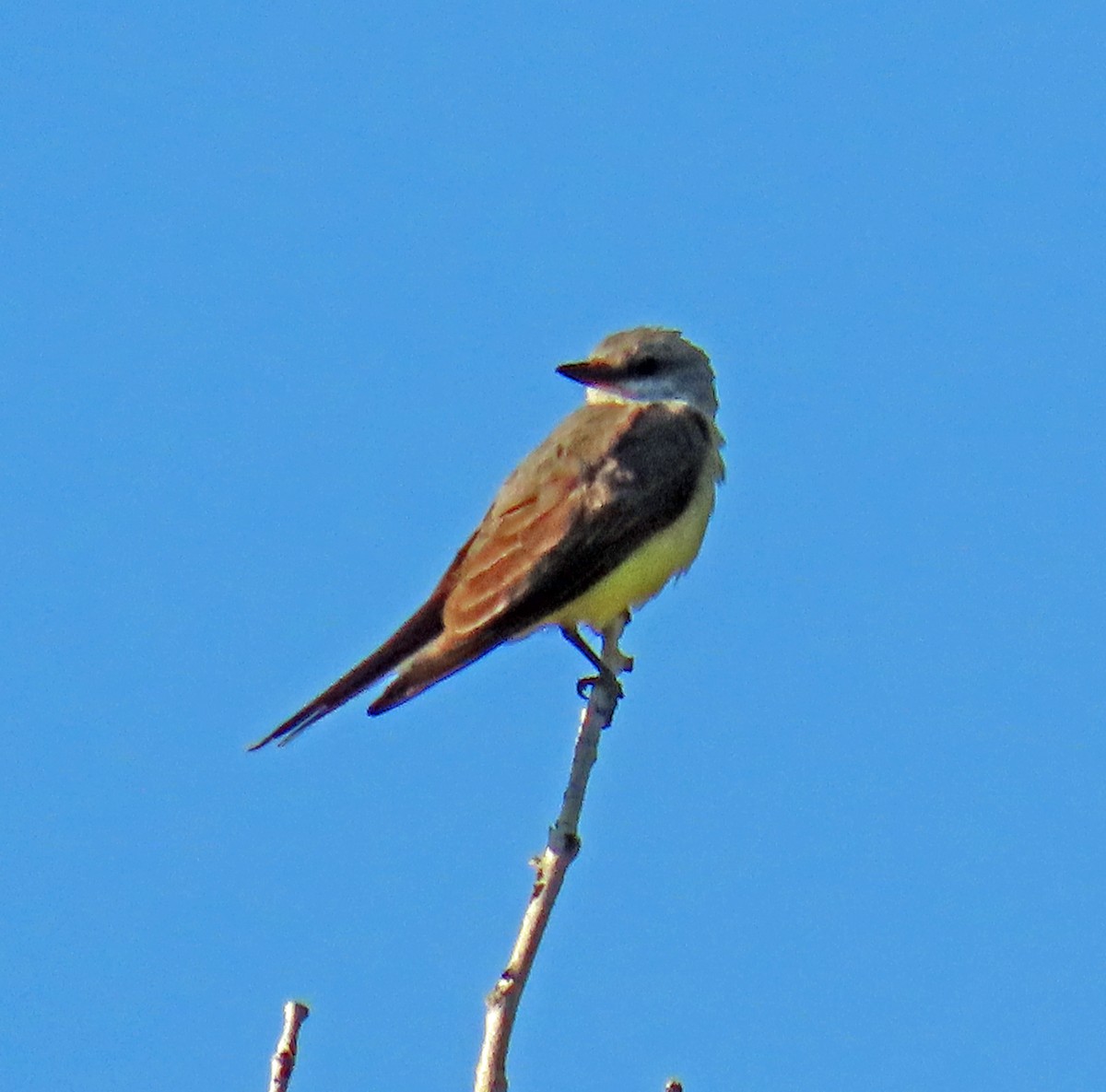 Western Kingbird - ML621383208