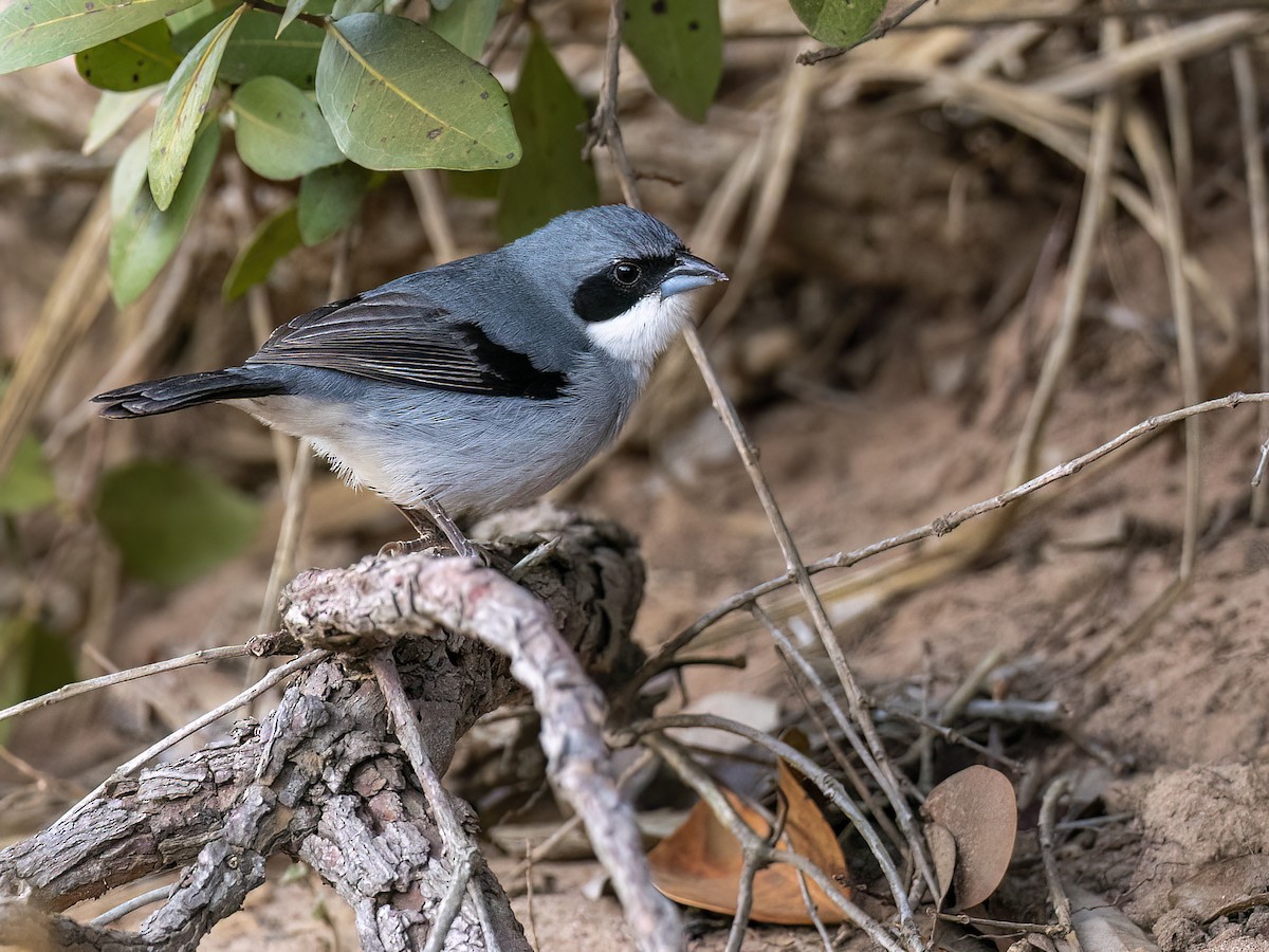 White-banded Tanager - ML621383223