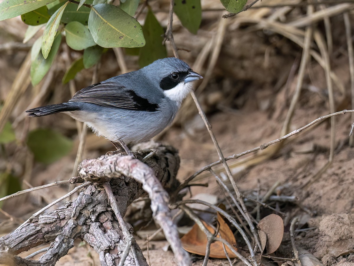 White-banded Tanager - Andres Vasquez Noboa