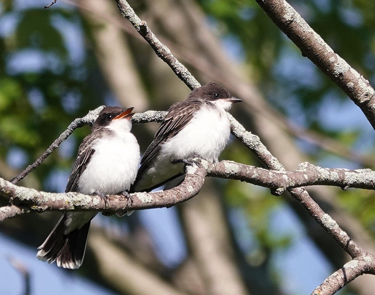 Eastern Kingbird - ML621383277