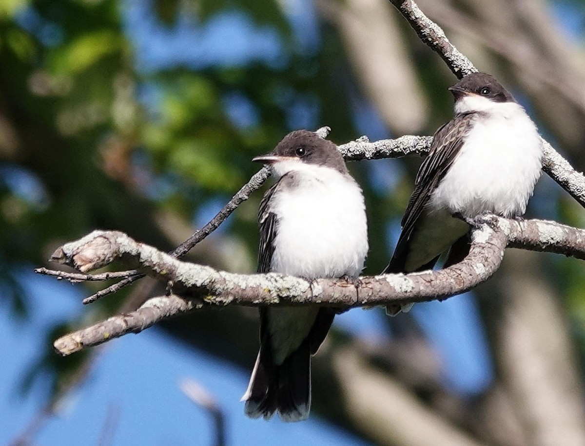 Eastern Kingbird - ML621383284