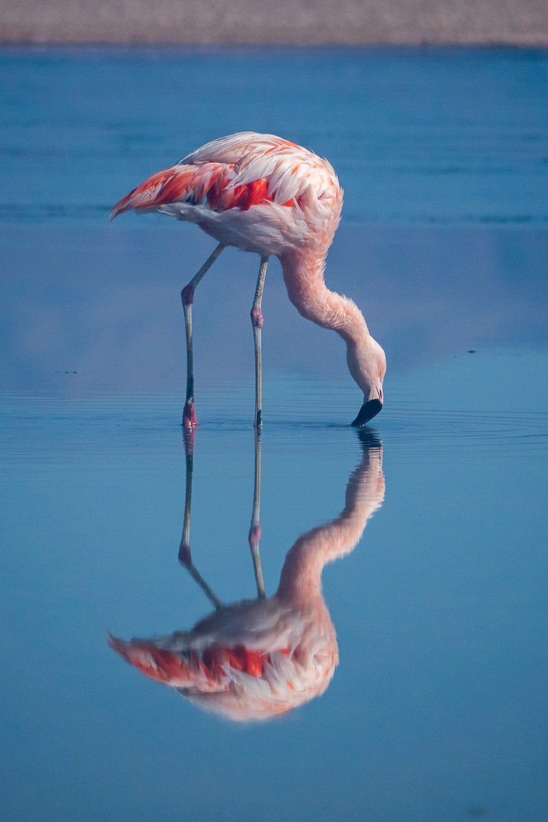 Chilean Flamingo - ML621383542