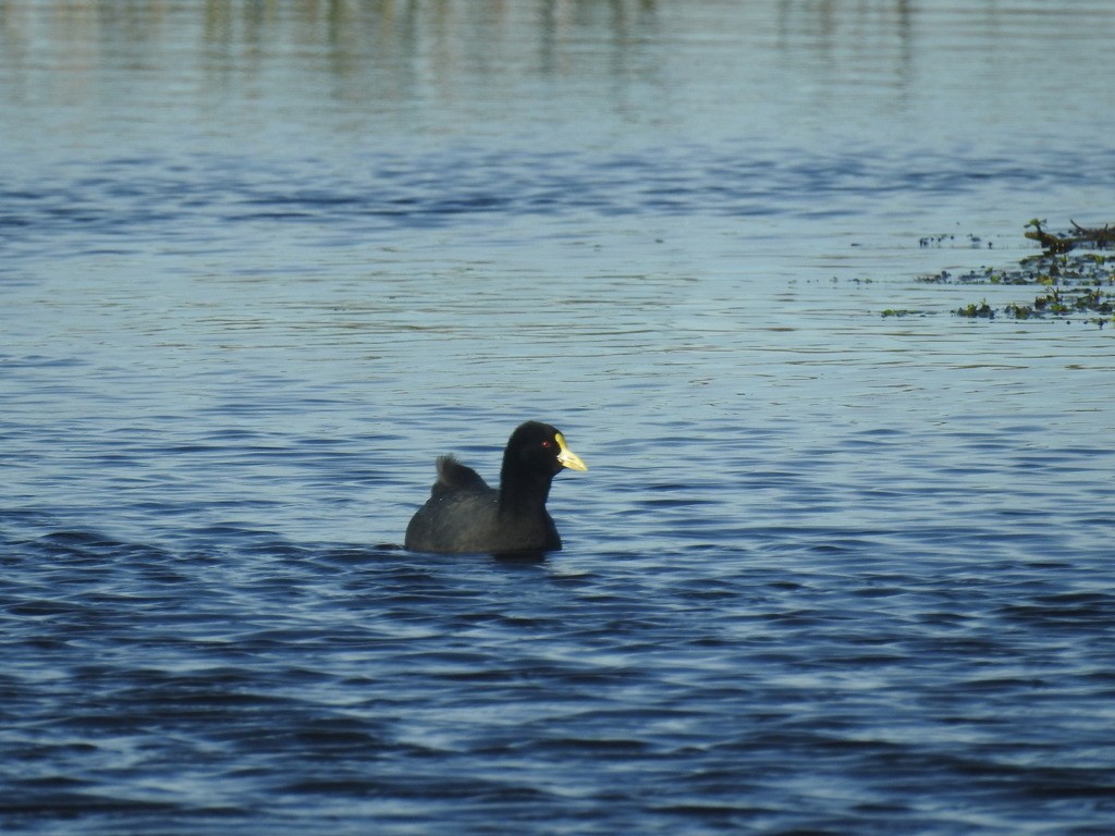 White-winged Coot - ML621383651