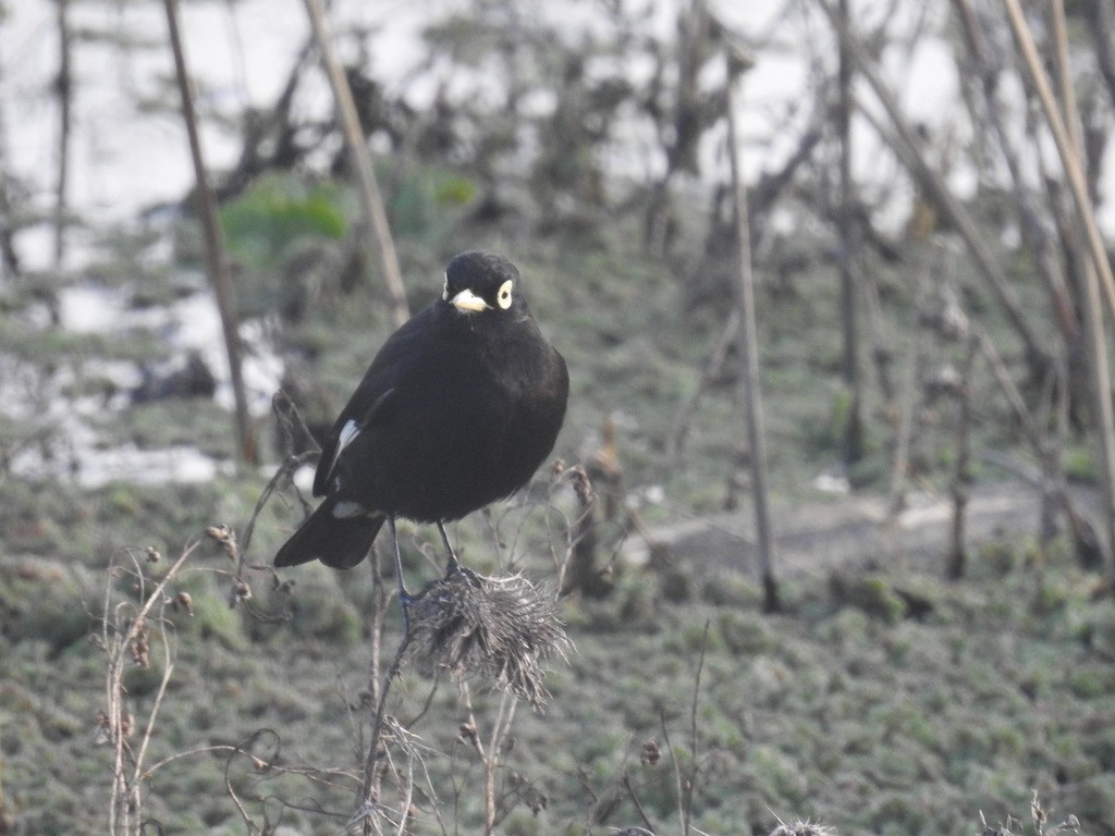 Spectacled Tyrant - ML621383653