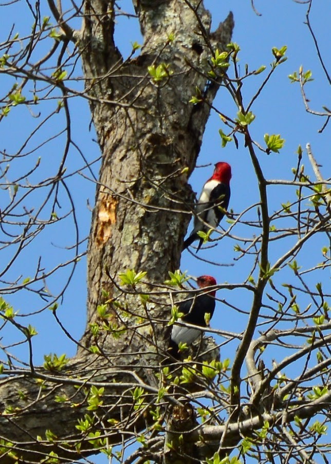 Red-headed Woodpecker - ML621383660