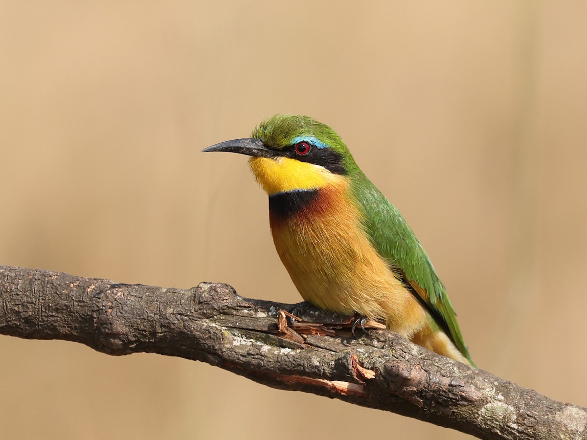 Little Bee-eater - ML621383746