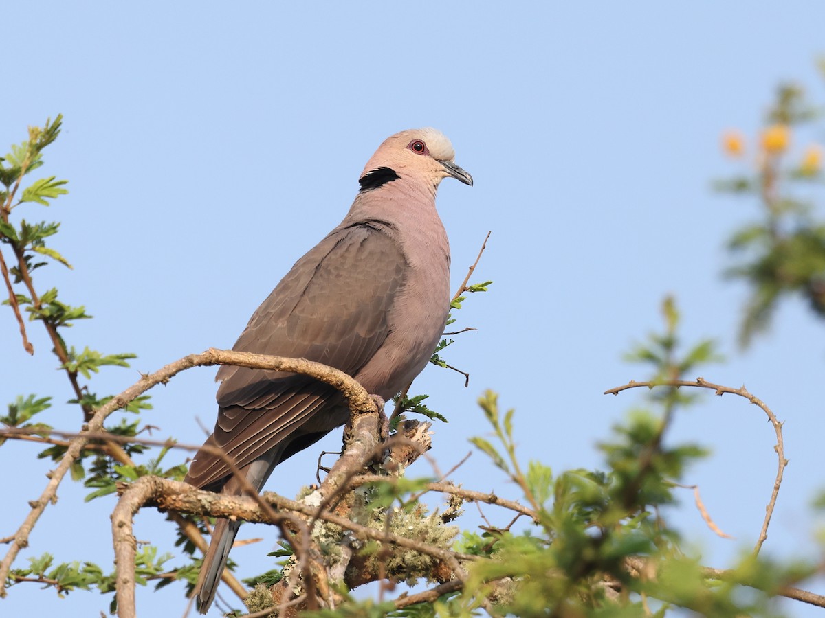 Red-eyed Dove - ML621383752