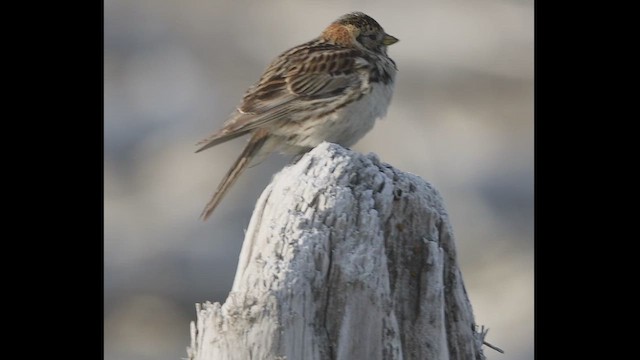 ostružka severní - ML621383783