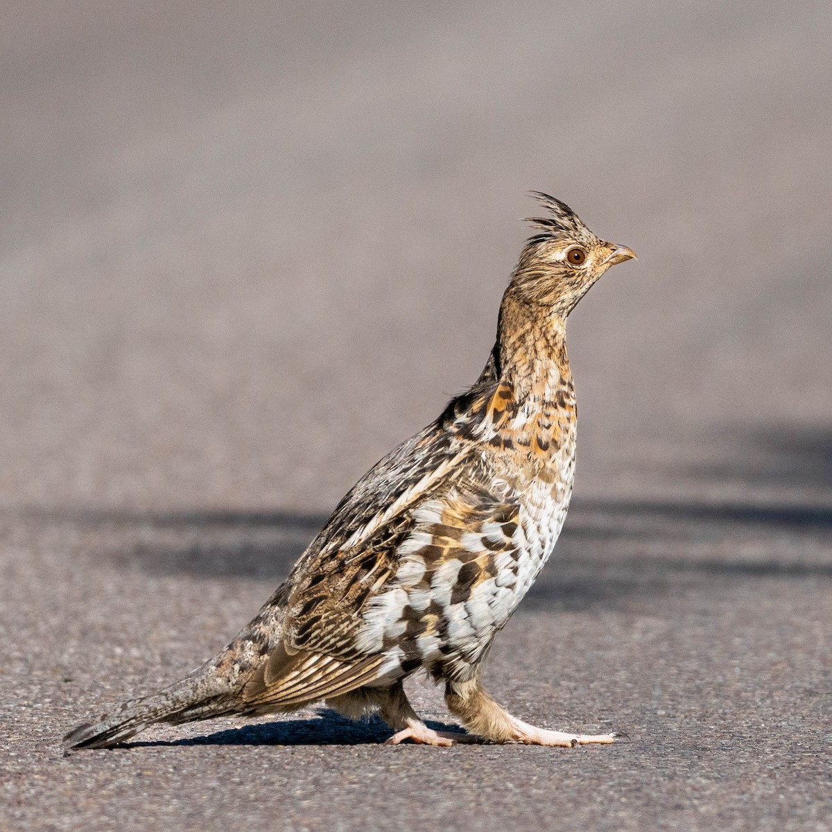 Ruffed Grouse - john ficken