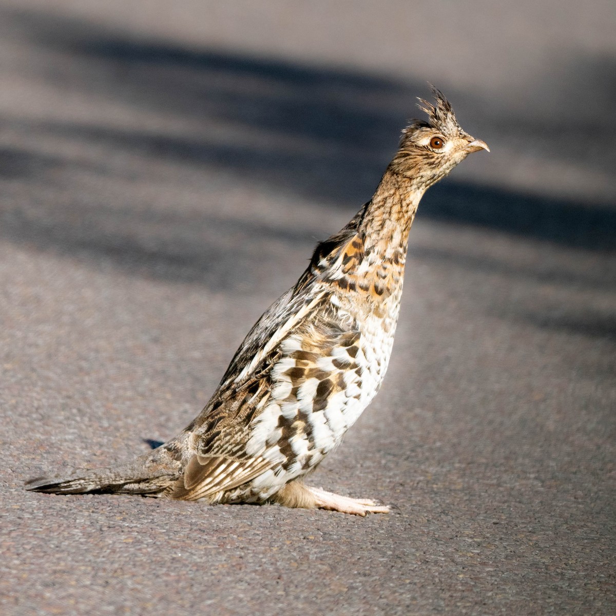 Ruffed Grouse - john ficken