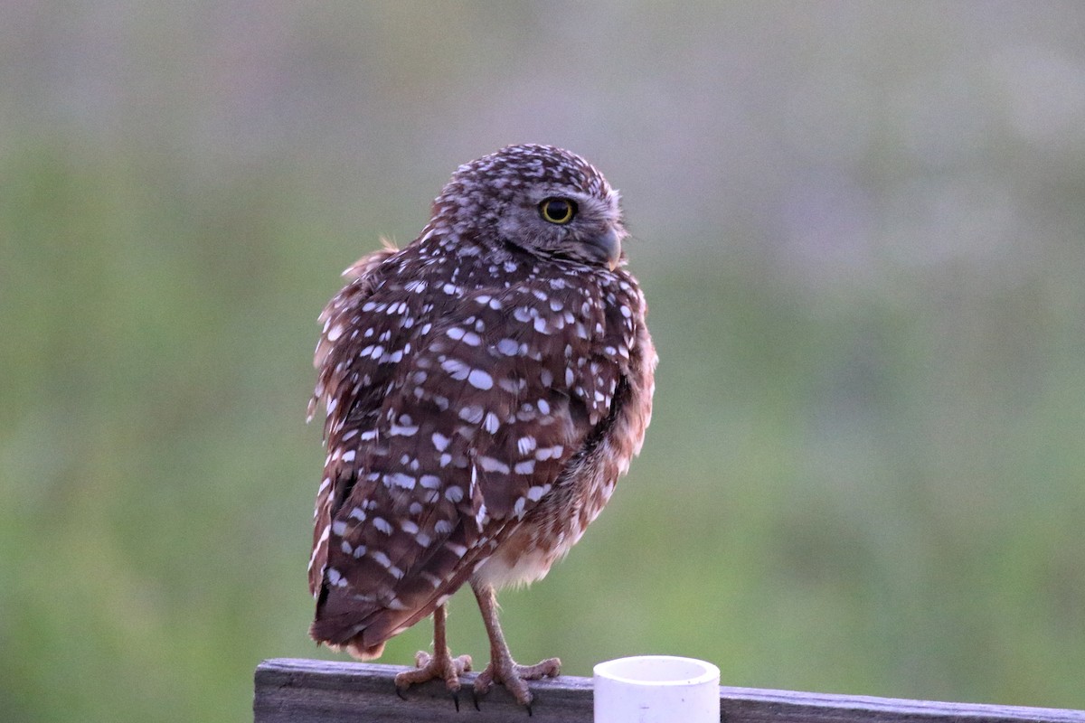 Burrowing Owl - ML621383794