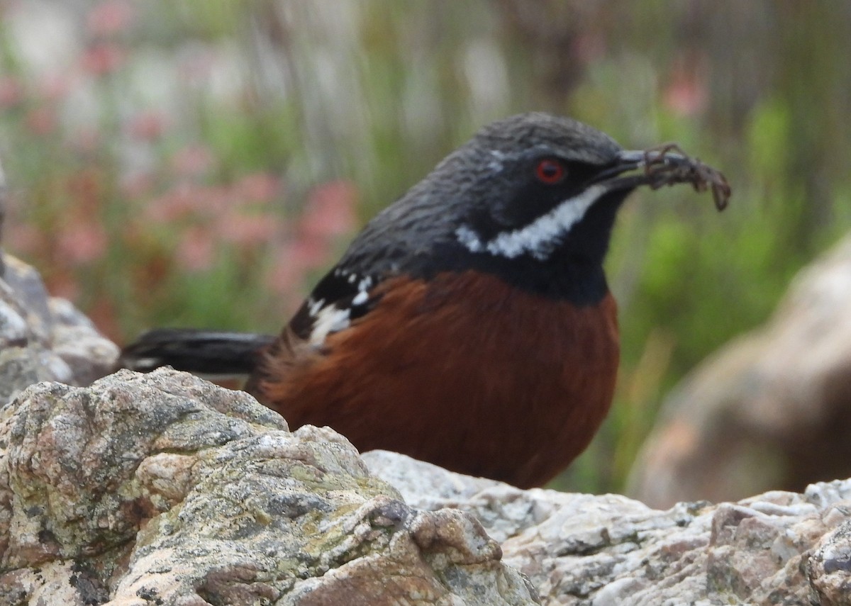 Cape Rockjumper - Shiela Shallcross