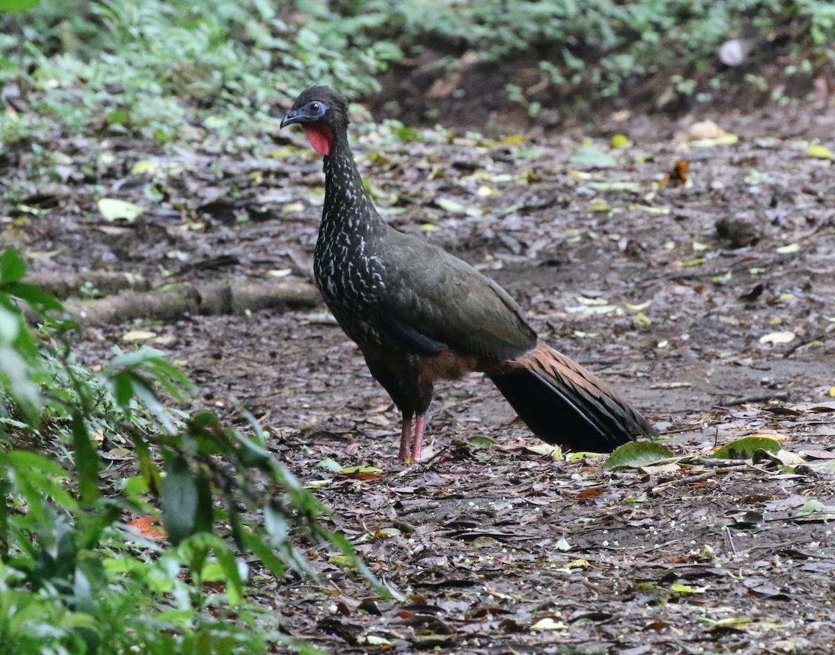 Crested Guan - ML621383856