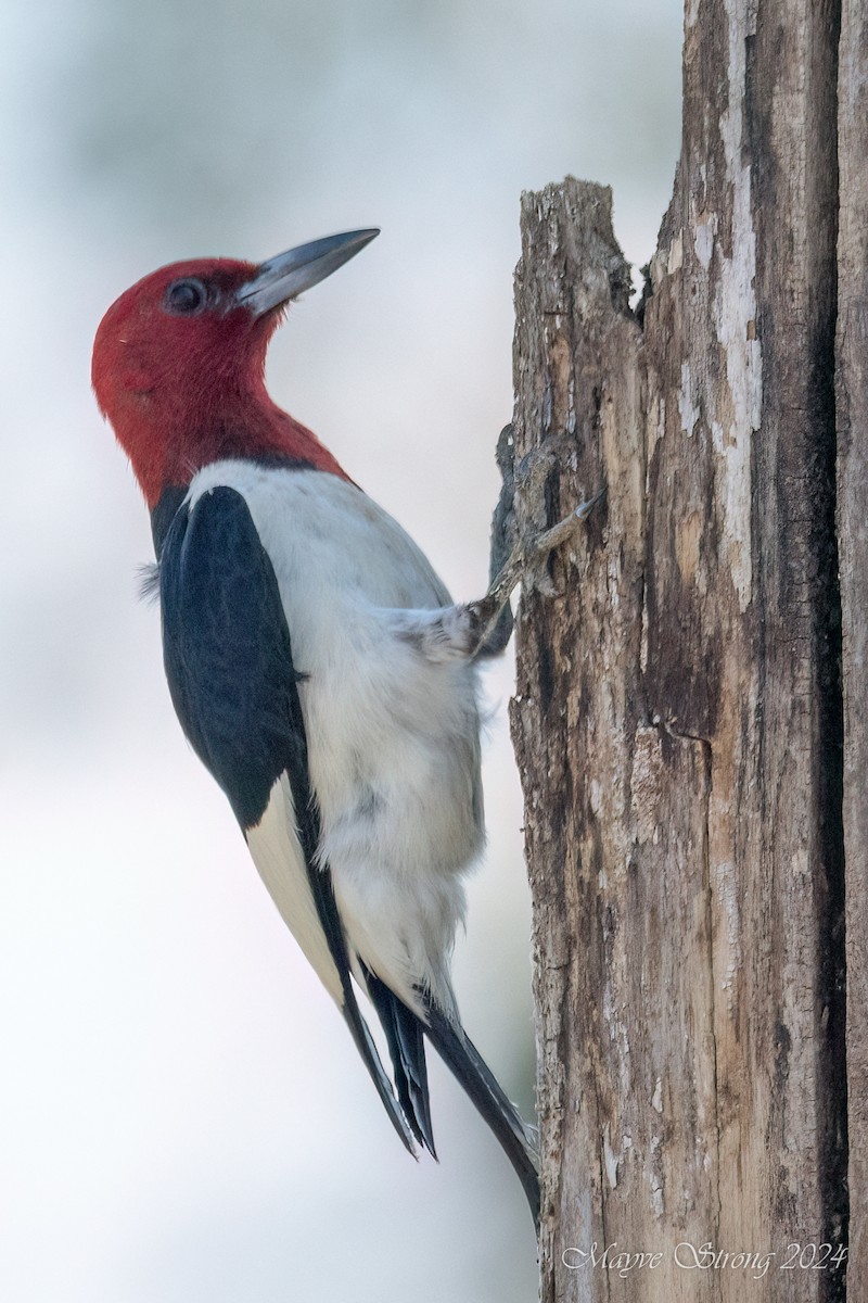 Red-headed Woodpecker - ML621383866