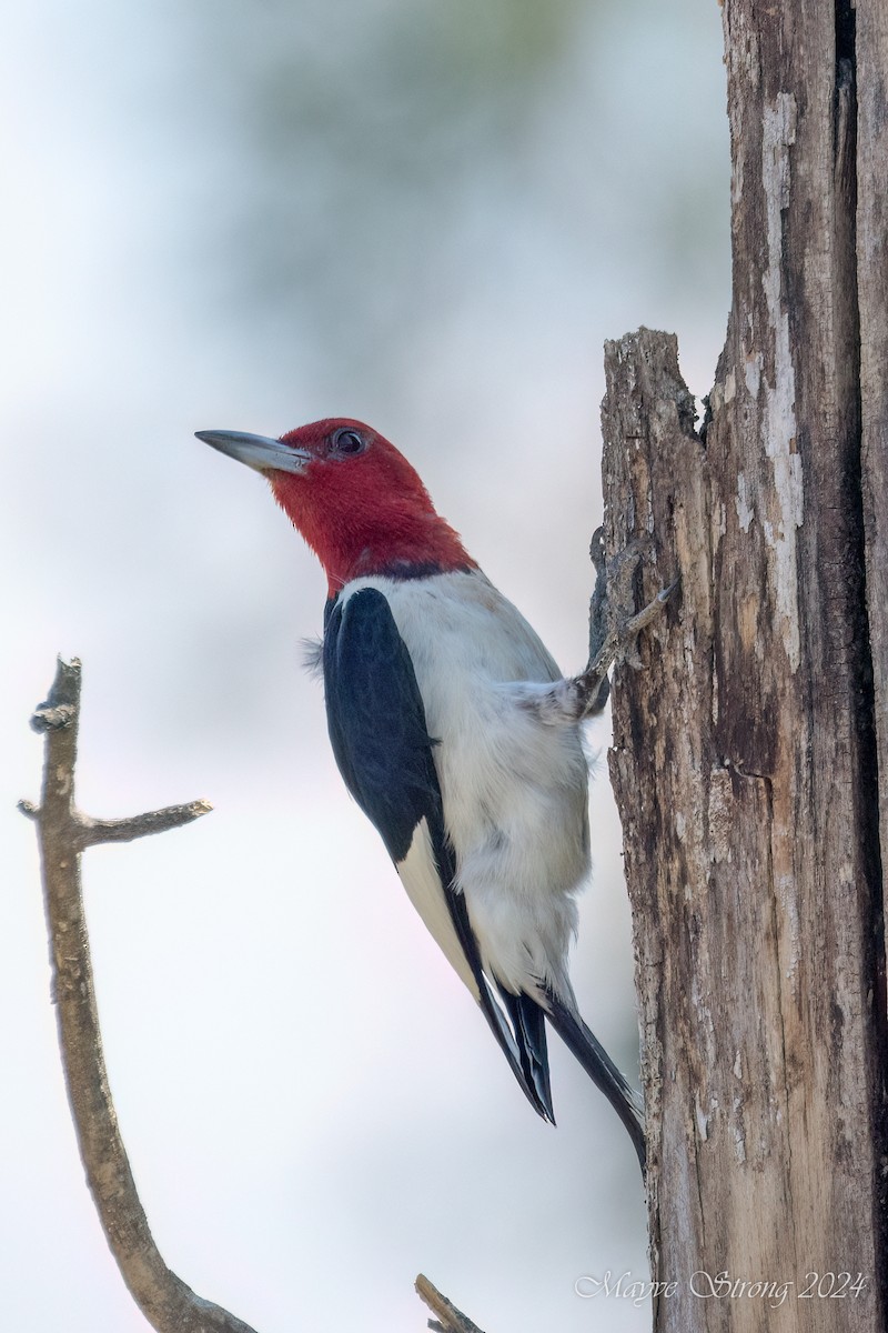 Red-headed Woodpecker - ML621383867