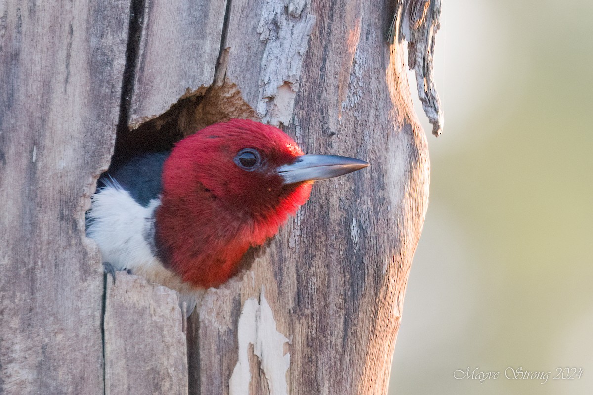 Red-headed Woodpecker - ML621383868