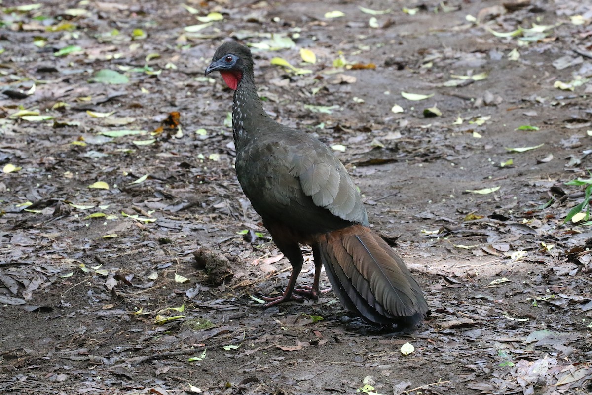 Crested Guan - ML621383875