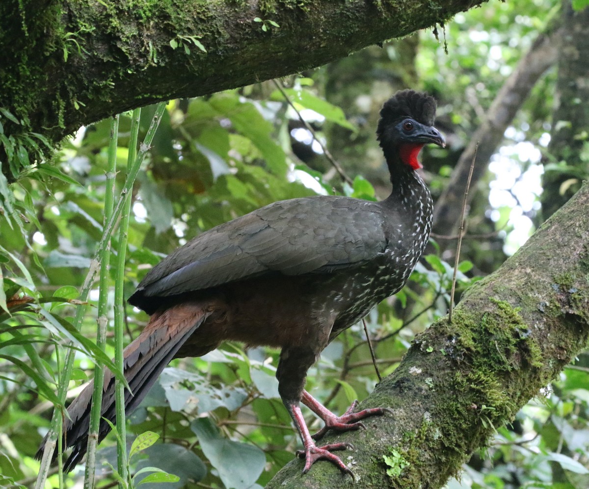 Crested Guan - ML621383895