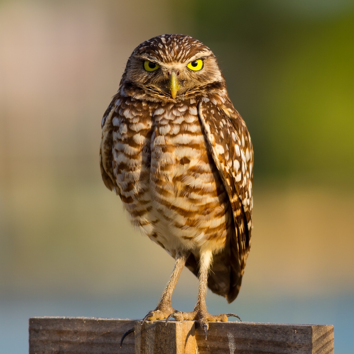 Burrowing Owl - ML621383921