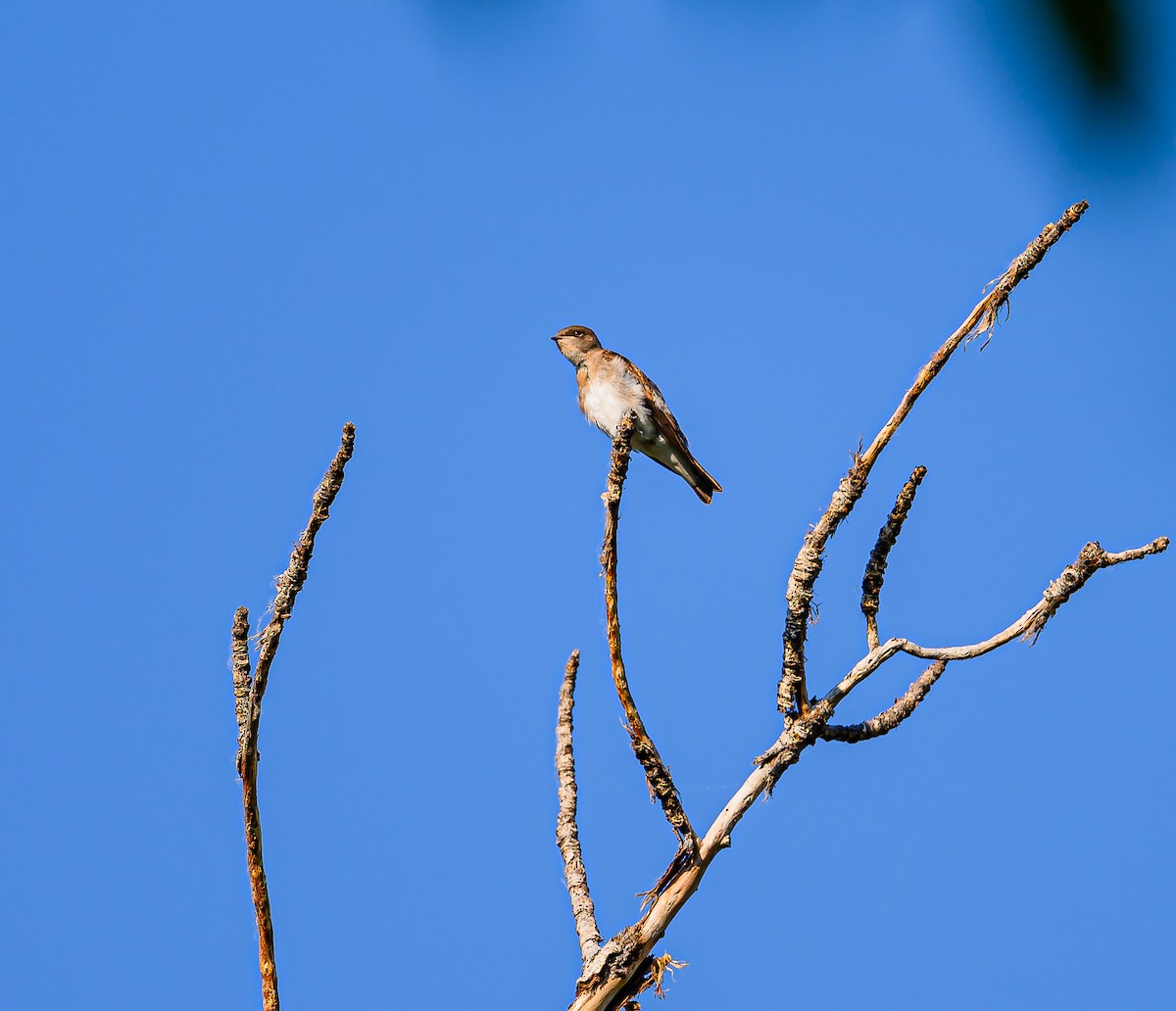 Northern Rough-winged Swallow - ML621383922