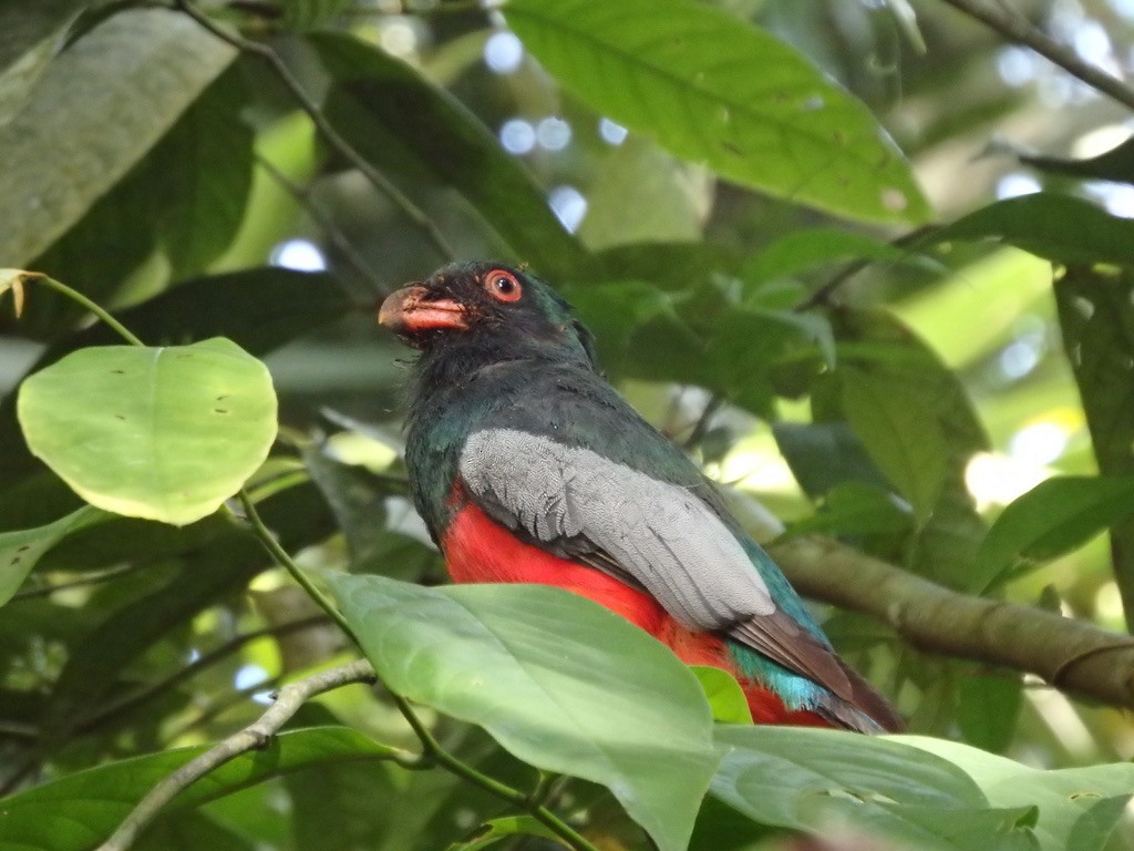 Slaty-tailed Trogon - ML621383943