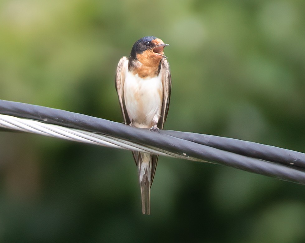 Barn Swallow - ML621384024