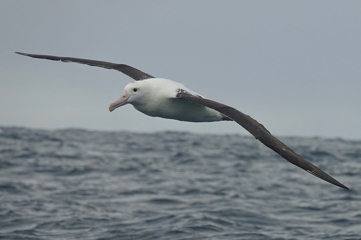 Northern Royal Albatross - ML621384161