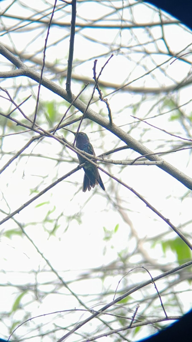 kolibřík safírovohrdlý - ML621384240