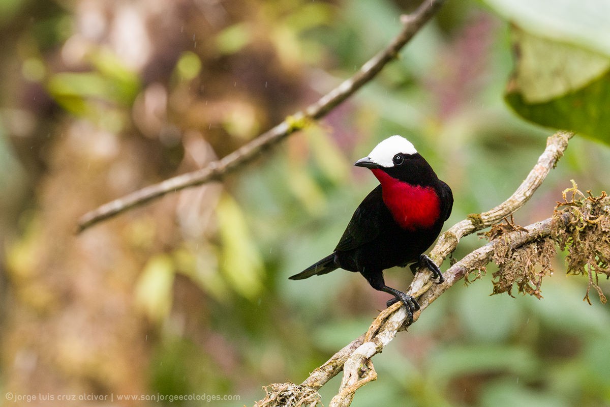 White-capped Tanager - ML621384273