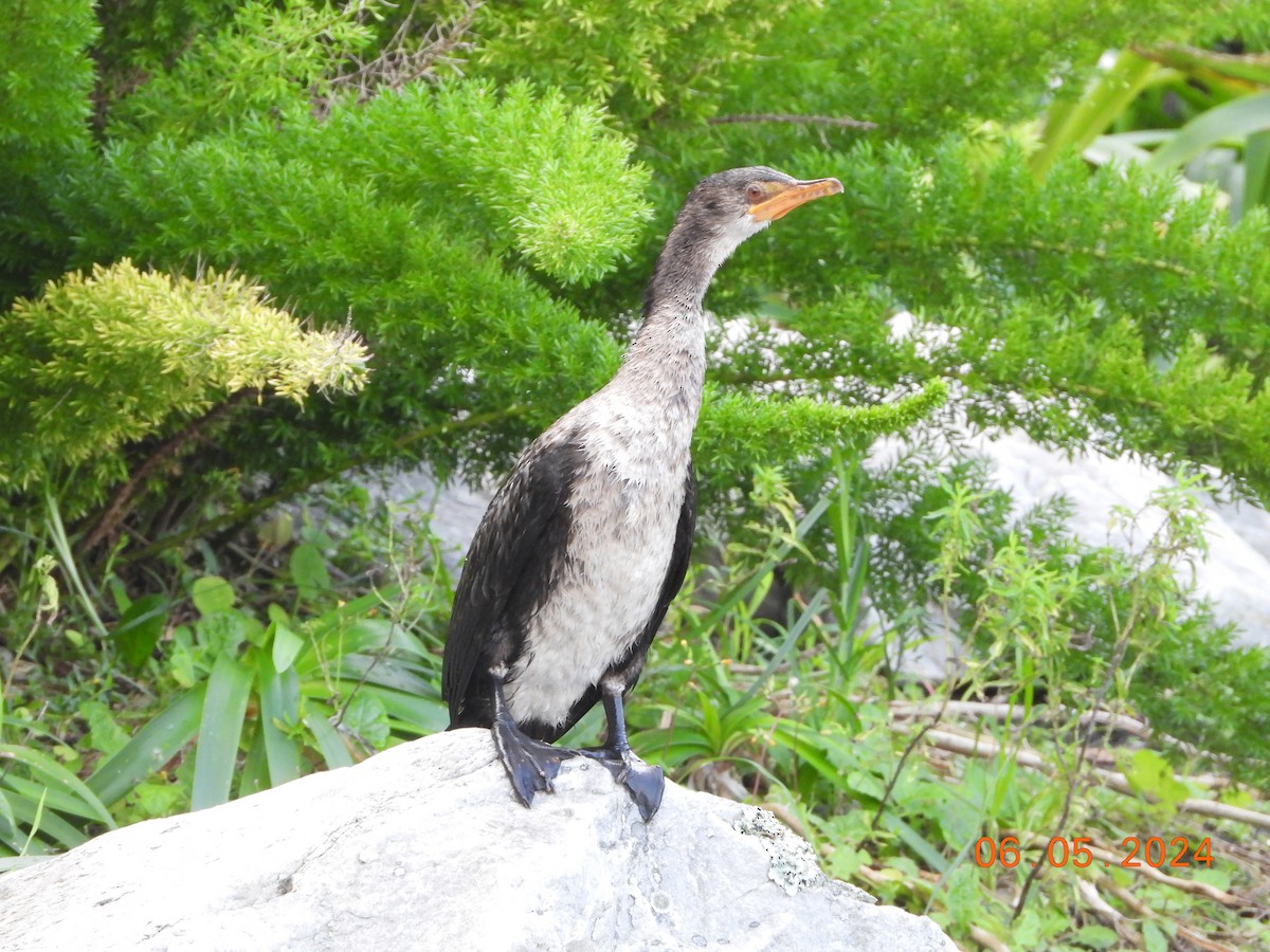 Reed Cormorant - ML621384387