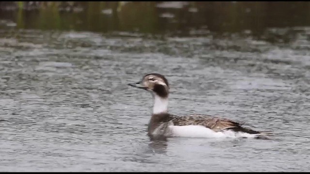 hoholka lední - ML621384468