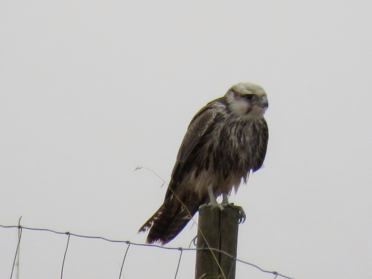 Lanner Falcon - ML621384588