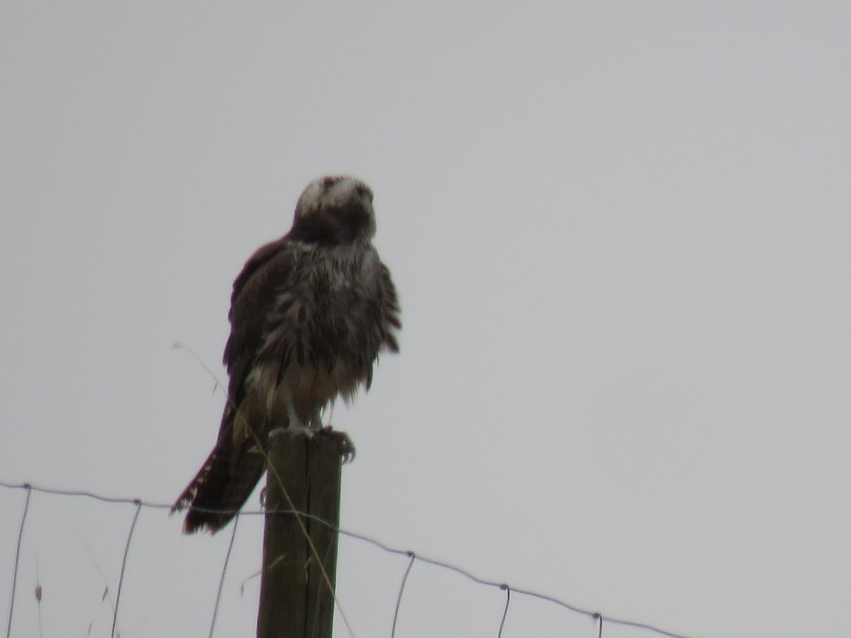 Lanner Falcon - ML621384589