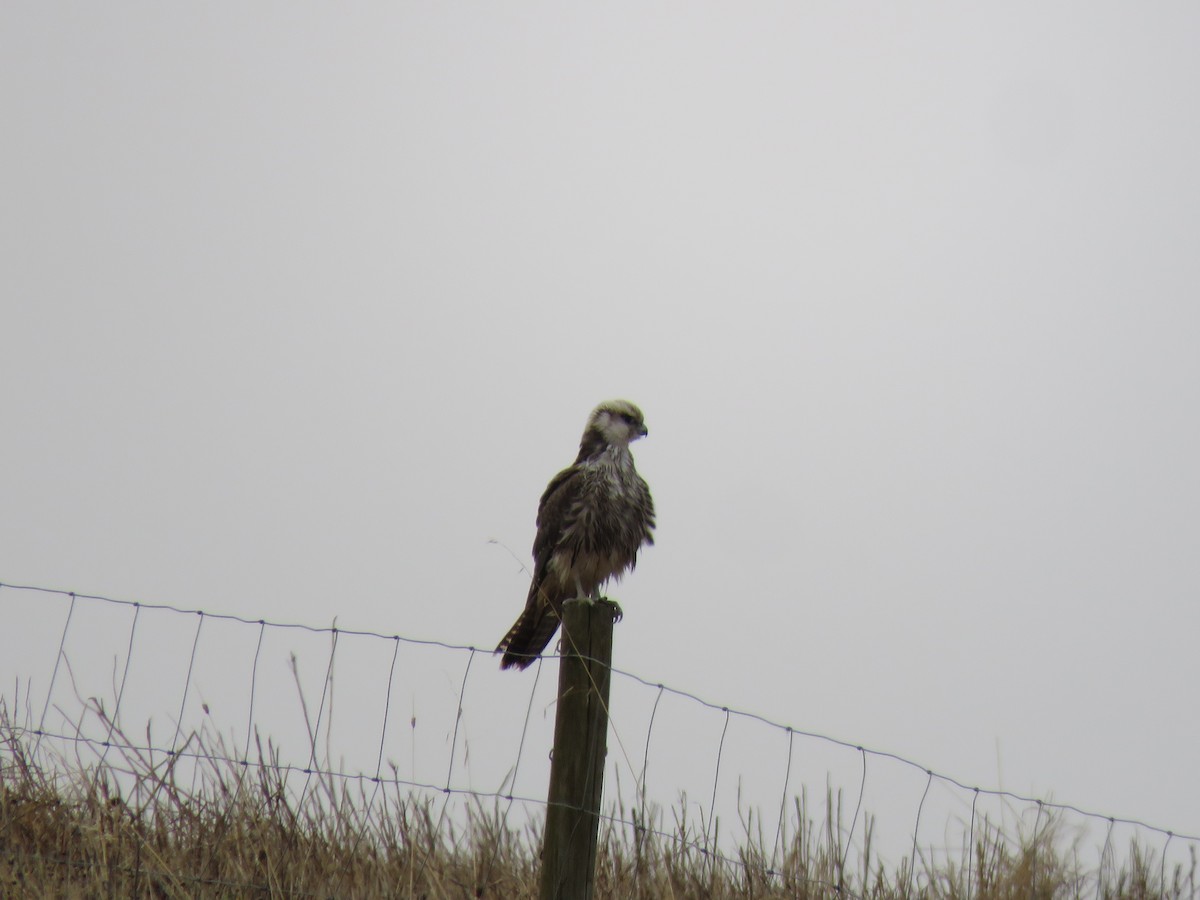 Lanner Falcon - ML621384590