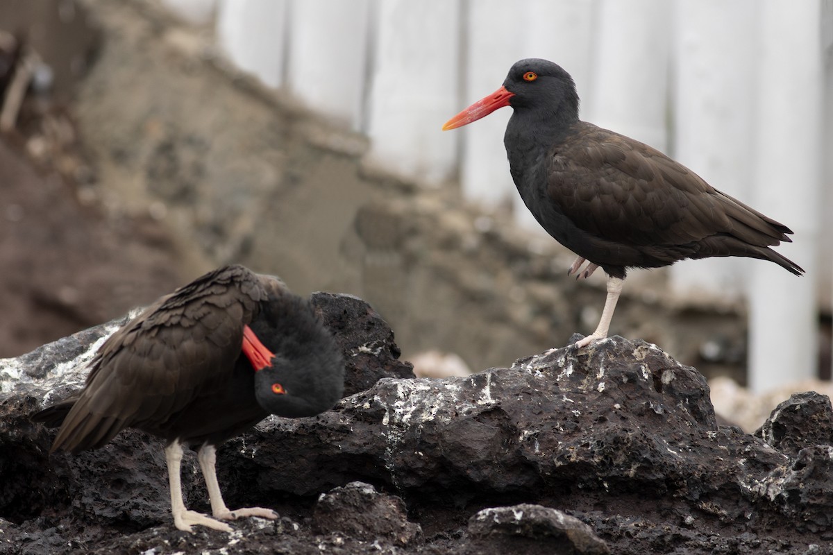 Blackish Oystercatcher - ML621384614